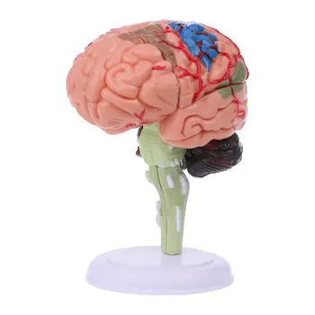 4D Разобранная Анатомическая Модель Человеческого Мозга Анатомический Медицинский Учебный Инструмент Statu